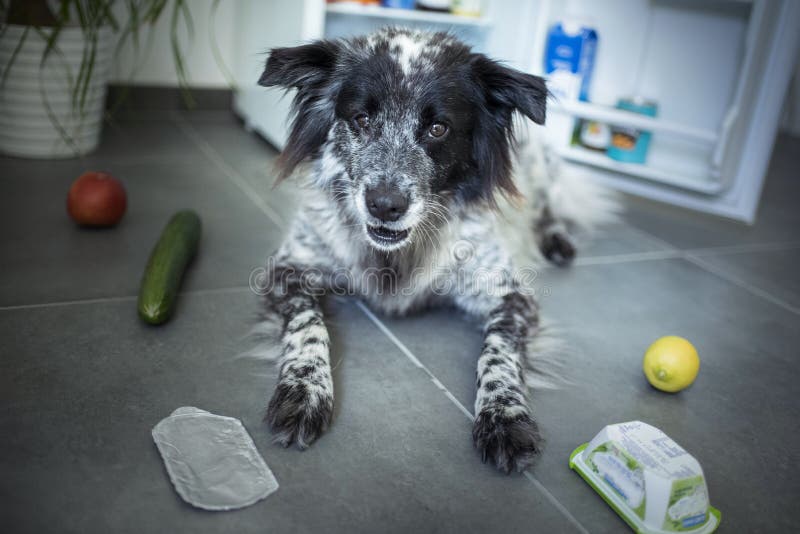 Dog Steals Sausage Stock Photos Free & RoyaltyFree Stock Photos from