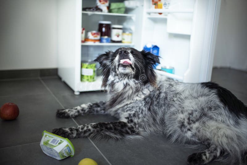 Mixed breed dog steals food from the fridge. royalty free stock photography Mixed breed dog steals food from the fridge. royalty free stock photography