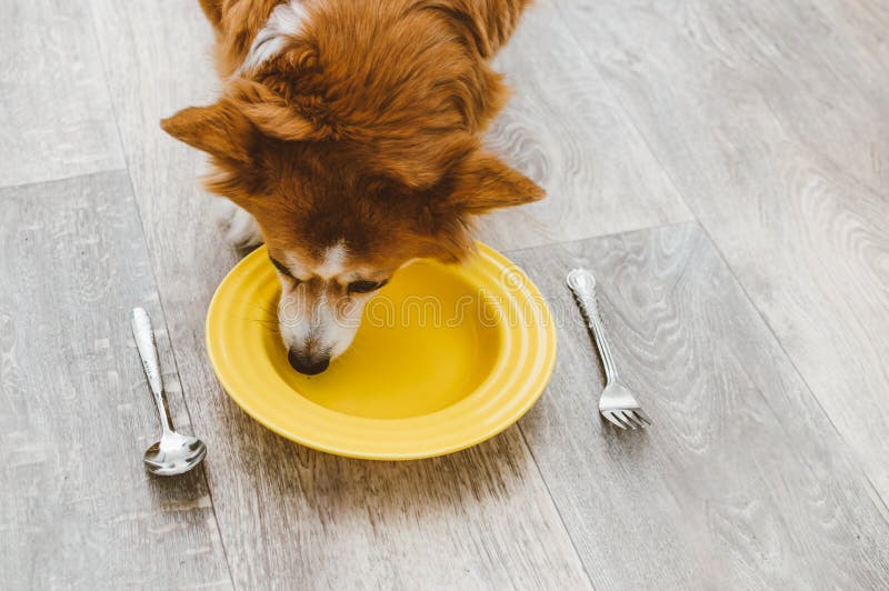 Dog Eats from a Yellow Plate with a Spoon and Fork. Dog Food Concept