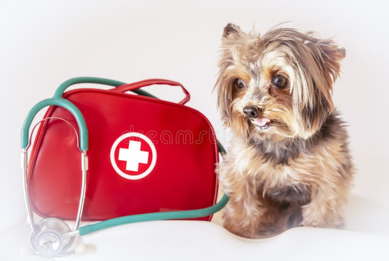 Dog with Emergency or First Aid Kit and Stethoscope. Foreground. Yorkshire Terrier Stock Photo - Image of yorkshire, patient: 157600750 Dog with Emergency or First Aid Kit and Stethoscope. Foreground. Yorkshire Terrier Stock Photo - Image of yorkshire, patient: 157600750