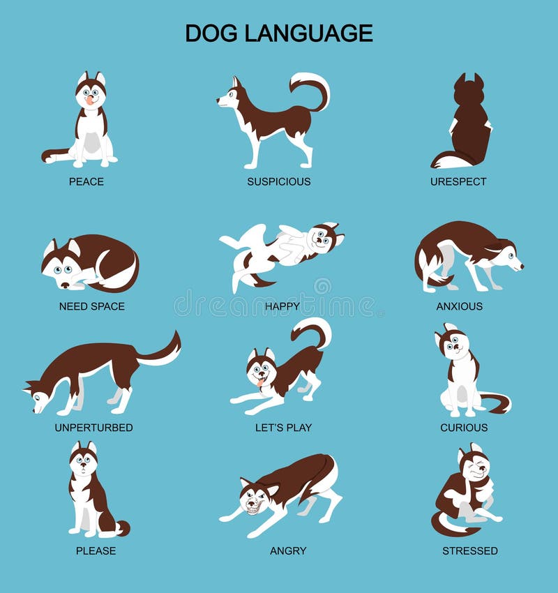 Dog Emotions Meaning with Cute Haski Dog. Set of Dog Expressions Stock  Vector - Illustration of expression, color: 125357586