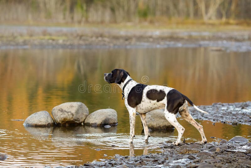 [Image: dog-english-pointer-dog-english-pointer-...021983.jpg]