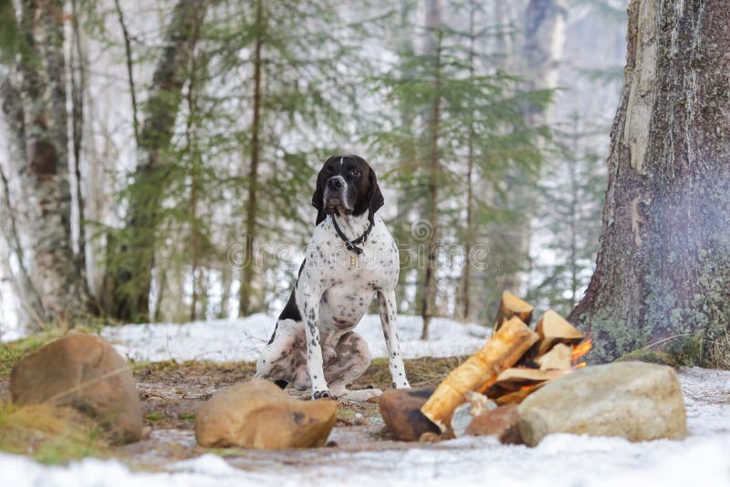 Dog english pointer stock image. Image of wood, forst 168597245