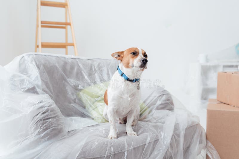 Dog enjoying his new house. During renovation, he is sitting on an armchair covered with a plastic sheet stock images Dog enjoying his new house. During renovation, he is sitting on an armchair covered with a plastic sheet stock images