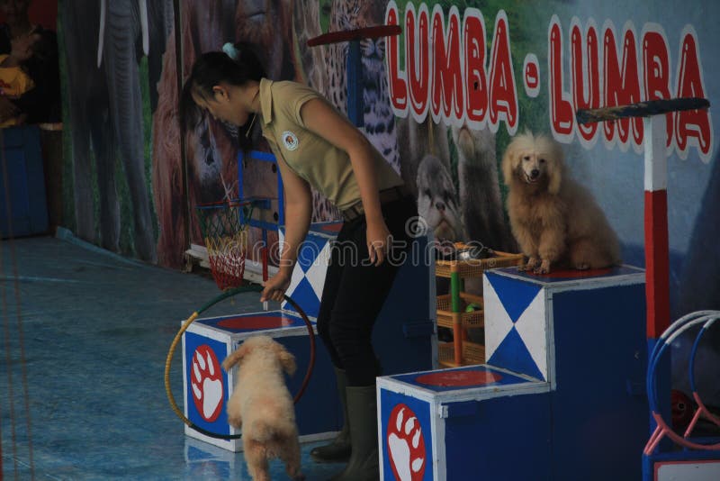 Dog editorial photography. Image of businnes, travel - 48977717