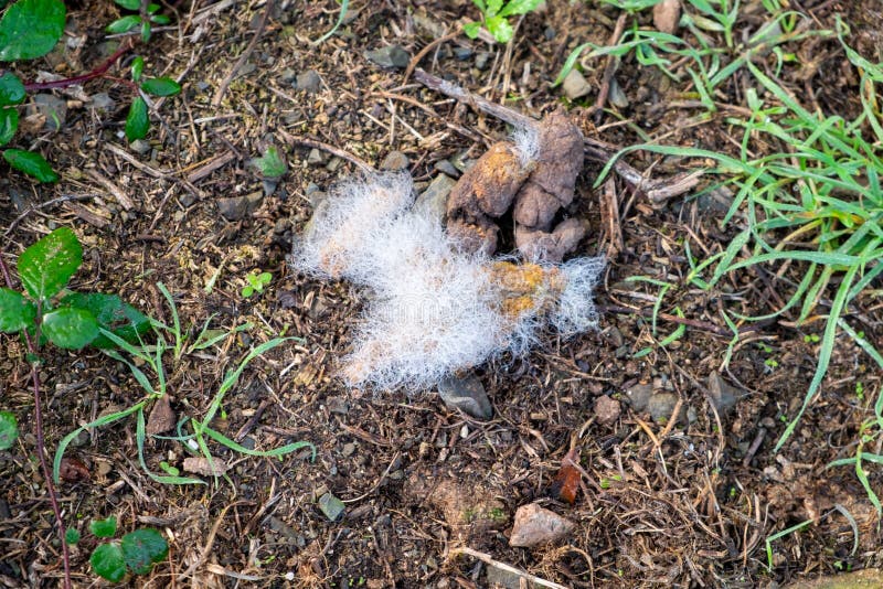 Dog excrement or poop with a huge colony of fungi has grown.