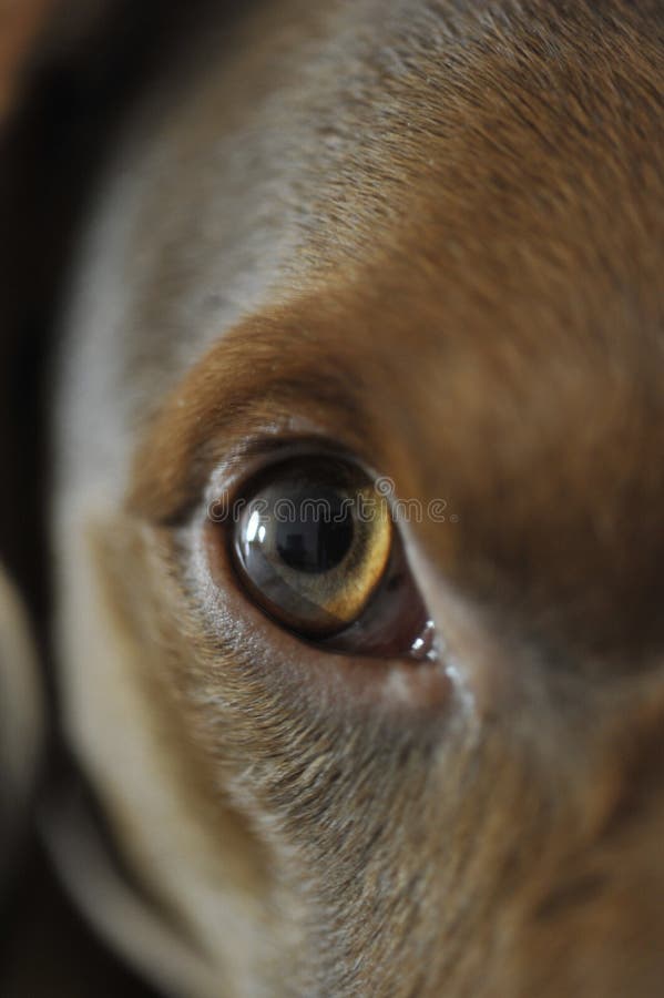 Dog eye stock image. Image of smooth, open, brown, hair 21348003