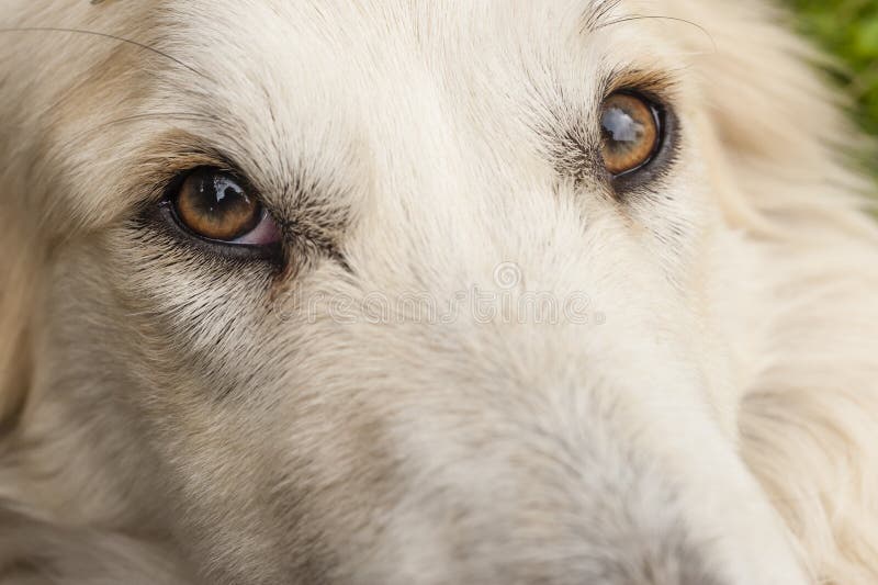 Dog eye stock image. Image of white, animal, face, brown 72131285