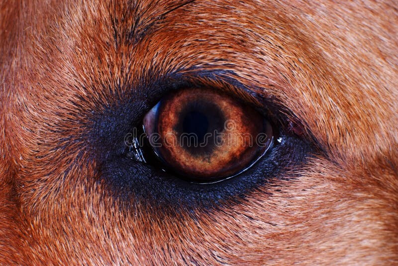 Closeup dog eye stock image. Image of head, collie, animal 25140489