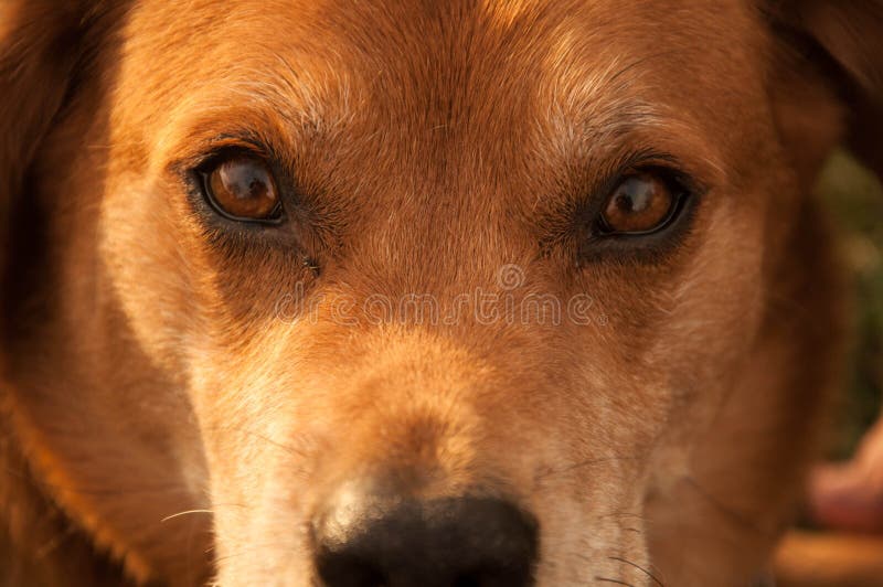 Dog Eyes stock photo. Image of eyes, close, nose, chow 27821292