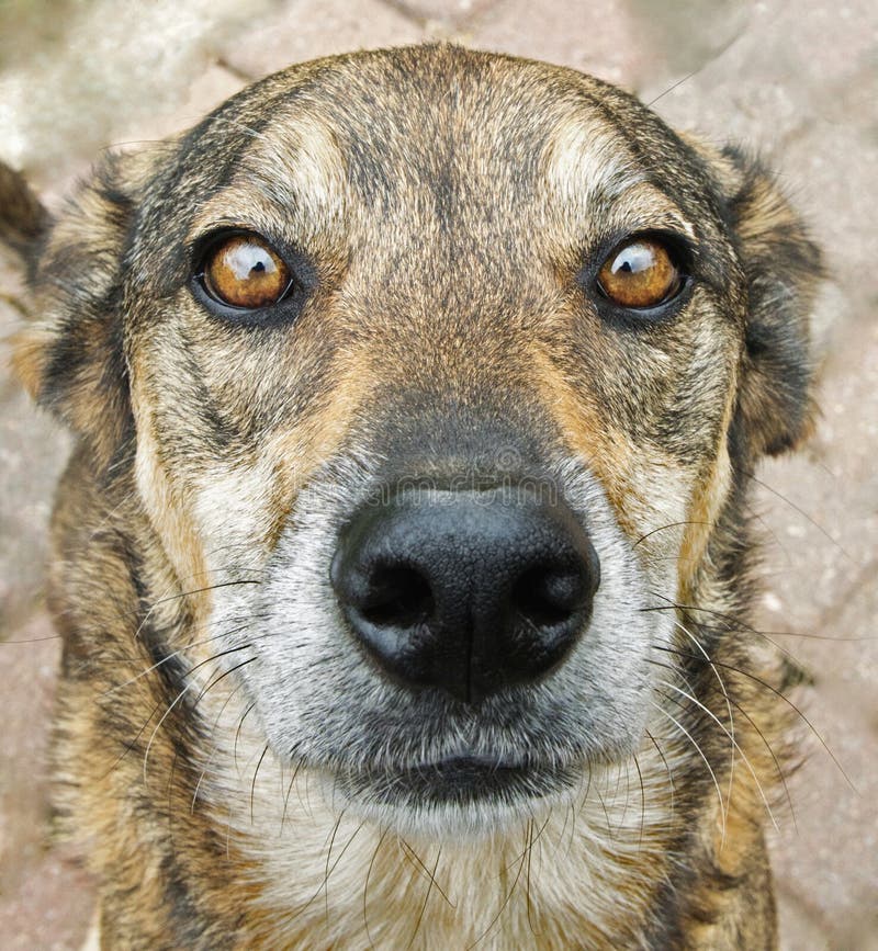 Close Up Of A Dogs Face Picture. Image 4712491