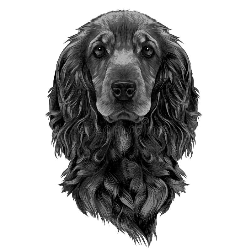 How To Draw A Cocker Spaniel Cocker Spaniel Step by Step Drawing Guide  by Dawn  DragoArt