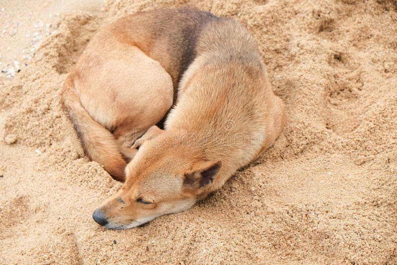 Dog is falling asleep stock photo. Image of heat, sadness 93768868