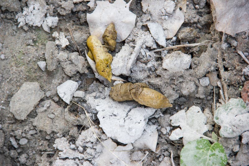 Dog feces on the concrete stock photo. Image of dirty 53429294