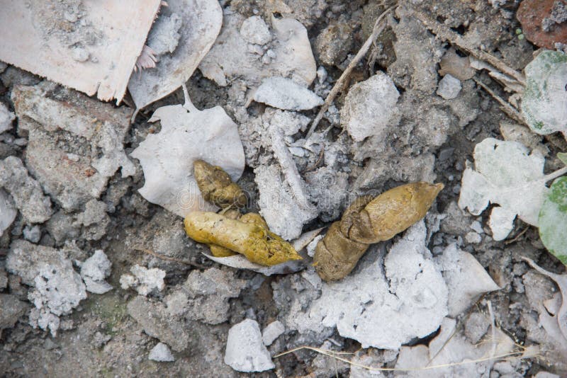 Dog feces on the concrete stock image. Image of pile 53560561