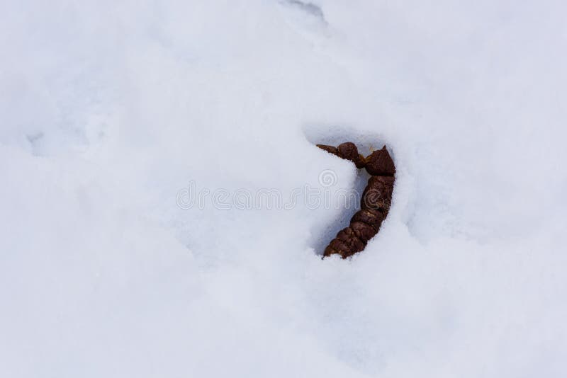 Dog Poop Winter Stock Photos Free & RoyaltyFree Stock Photos from