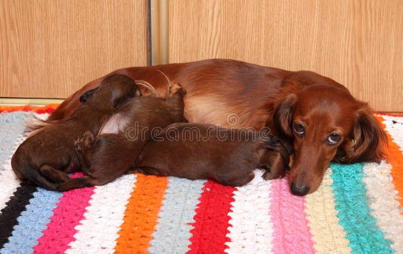 Dog feeding puppies stock photo. Image of pedigreed, brown 25519598