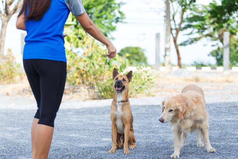 Dog feeding training. stock photo Dog feeding training. stock photo