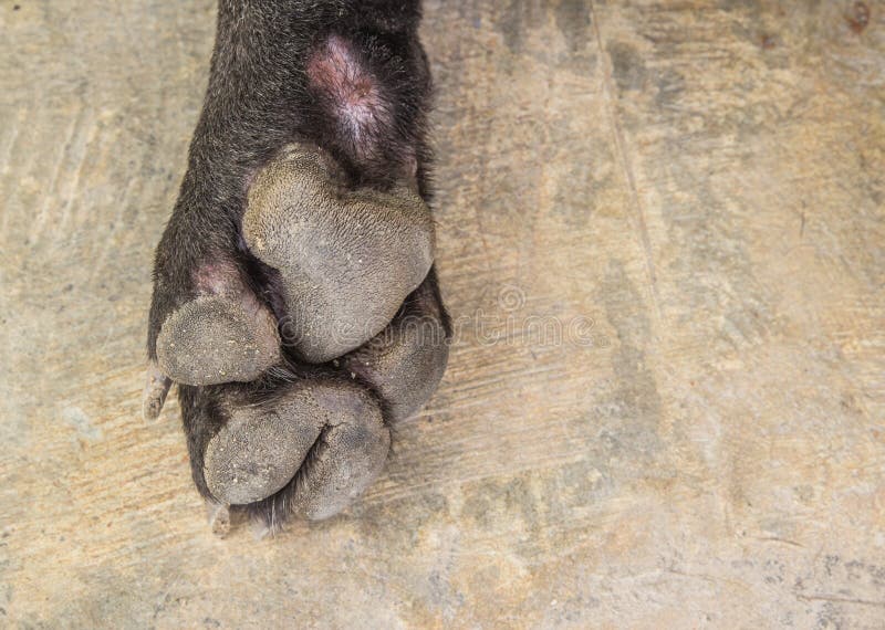 Dog feet and legs stock photo. Image of feet, nails, close 47978006