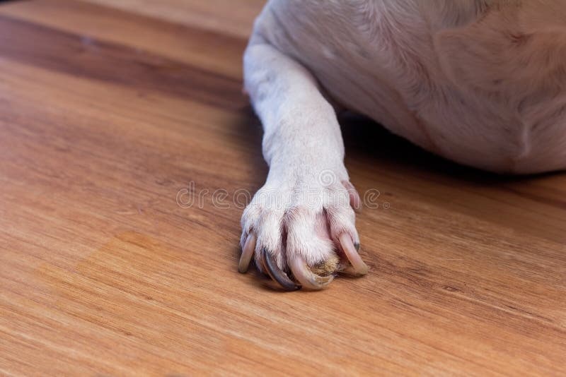 Dog feet with nail problem stock photo. Image of baby 61134016