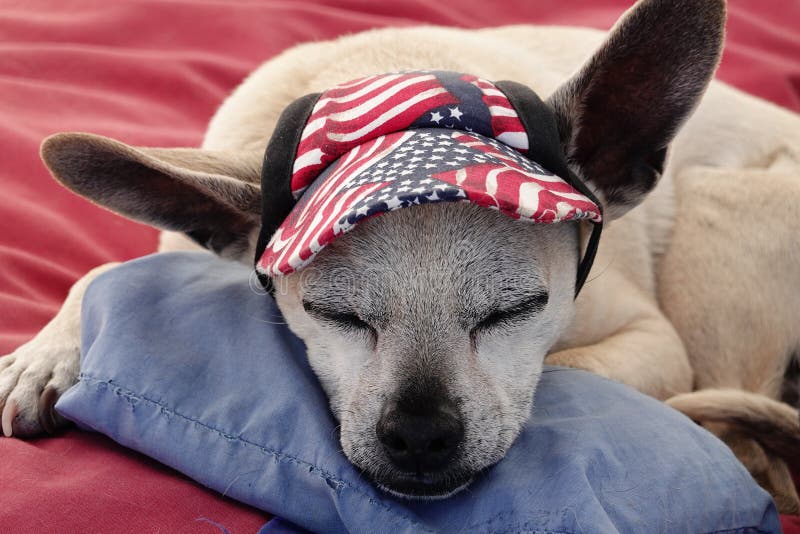 Dog Fell Asleep with a Hat on Stock Photo Image of hair, animal