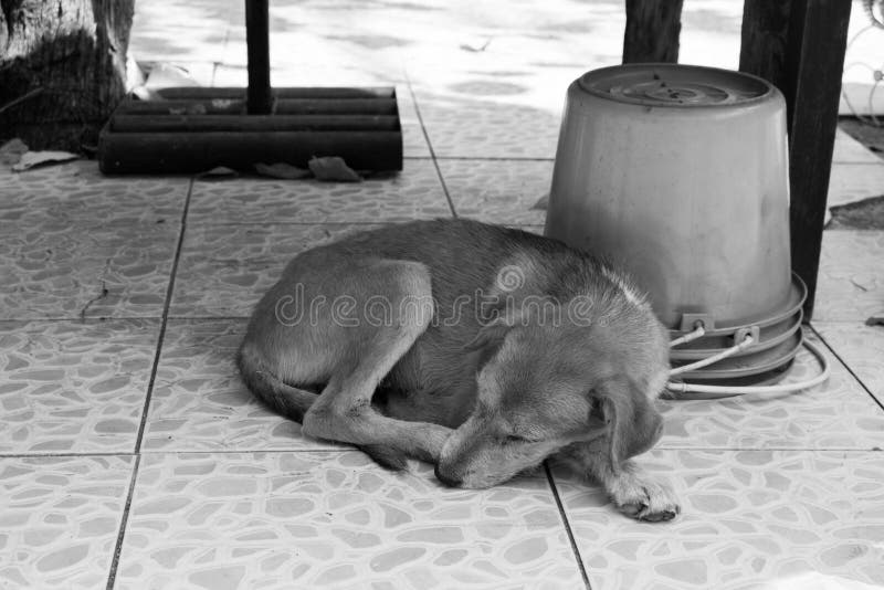 Dog Sleeping Desk Stock Photos Download 20 Royalty Free Photos