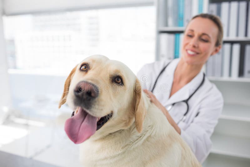 Closeup of dog with female veterinarian in clinic