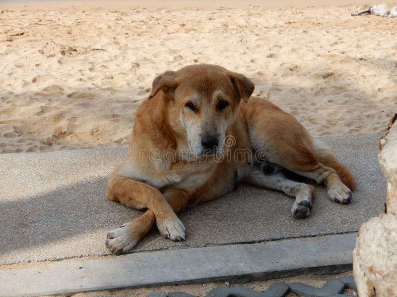 download free feral dogs download free feral dogs