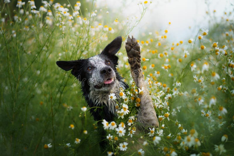 Dog in a Field of Daisies. Border Collie in Nature. Stock Photo Image