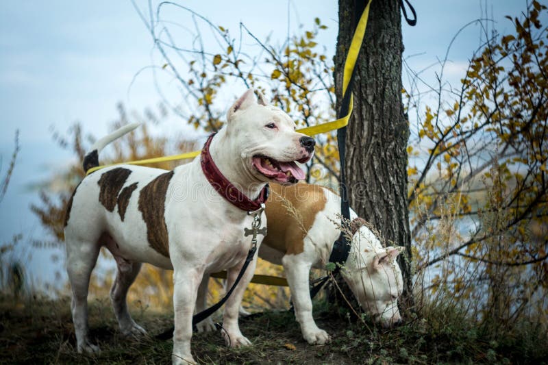Dog Fighting Breeds American Pit Bull Terrier On A Black Background
