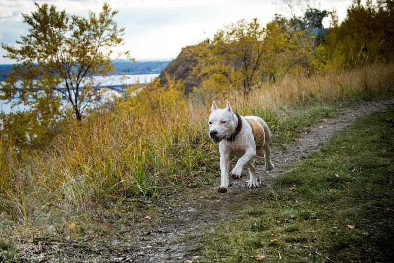 Dog fighting stock image. Image of closeup, breed, happy 101828295