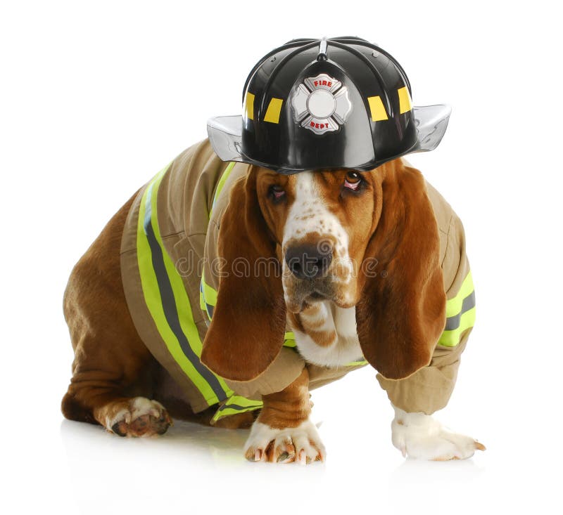 Basset hound dressed up like a fire fighter on white backgroun. Basset hound dressed up like a fire fighter on white backgroun