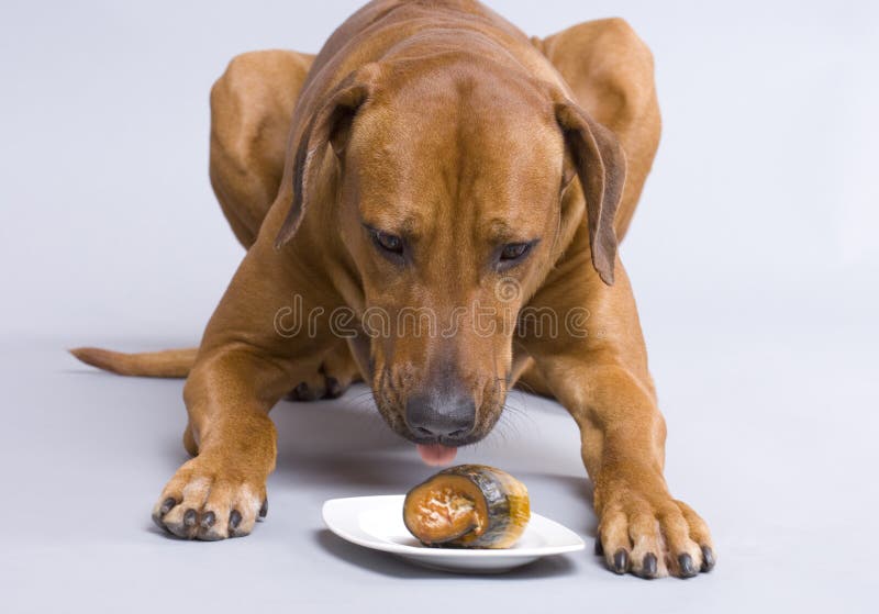 Dog and fish stock photo. Image of domestic, beautiful 12584100