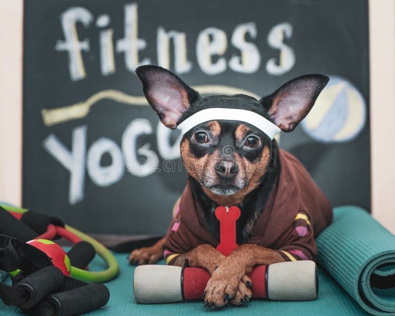 Dog Fitness , sport  and lifestyle concept.  Sporty and healthy lifestyle for pet.  Funny dog ​​in sportswear