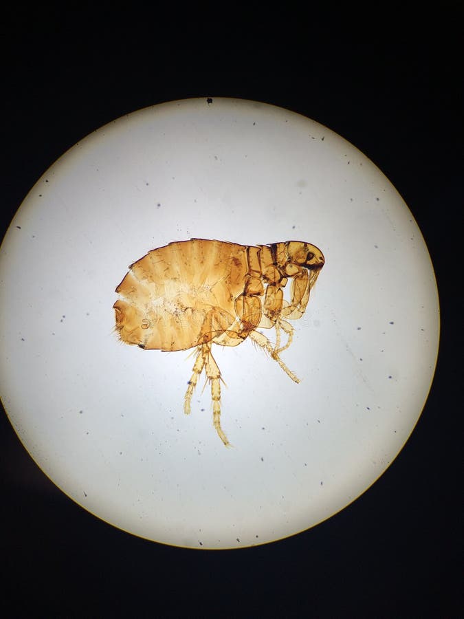 MicroscopeFlea (Ctenocephalides) Stock Image Image of flea, biology