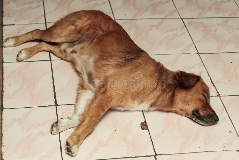 Dog on the Floor, Fell Asleep in the House, Version 1 Stock Photo