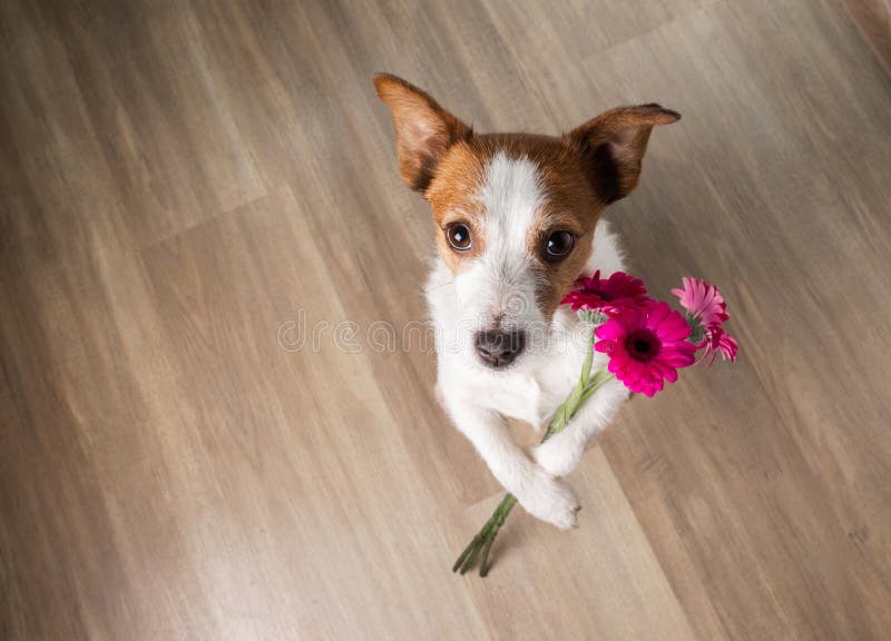 Dog with a Flower. Valentine`s Day. Funny Jack Russell Terrier. Pet at Home  Plays Stock Image - Image of celebration, celebrate: 169994165