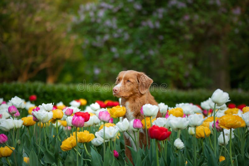 https://thumbs.dreamstime.com/b/dog-flowers-tulips-walk-pet-park-happy-nova-scotia-duck-tolling-retriever-outdoors-nature-spring-176323841.jpg