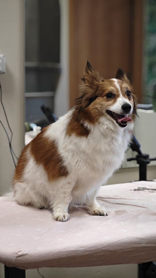 A cheerful dog with a fluffy, tri-colored coat sits on a grooming table in a welcoming pet salon, enjoying a midday pampering session with a gentle atmosphere. Pampering experience stock images, royalty-free photos and pictures