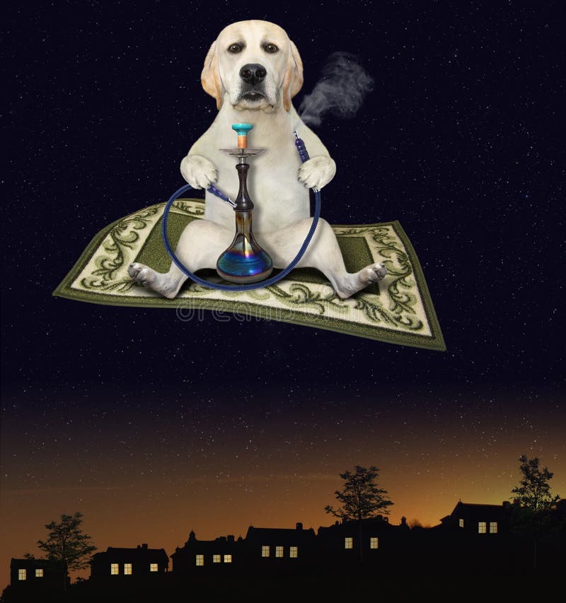 Dog Smoking Hookah on Magic Carpet Stock Photo Image of closeup, smoke 199585636