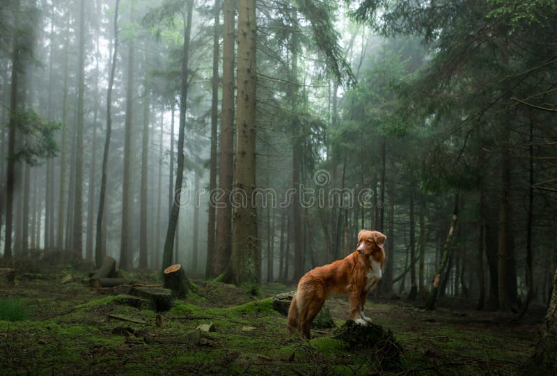 Dog in a foggy forest. Walk with your pet. Nova Scotia Duck Tolling Retriever in nature