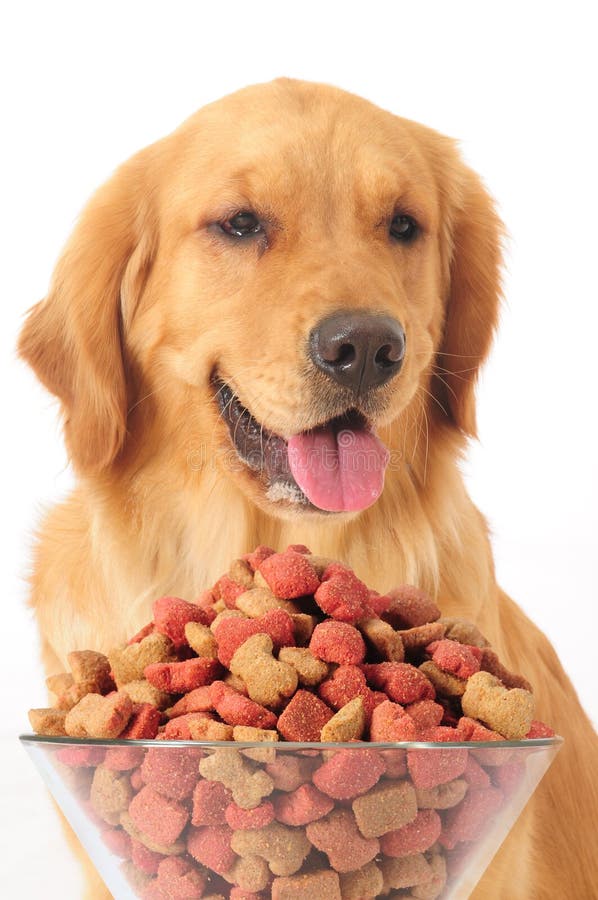 Dog food stock photo. Image of intelligent, dogs, canine 12383402