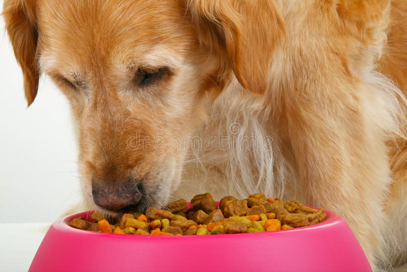 Golden retriever mangiare alimento secco per cani.