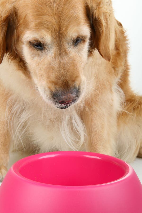 Dog and food stock photo. Image of food, diet, bowl, animal 16451478