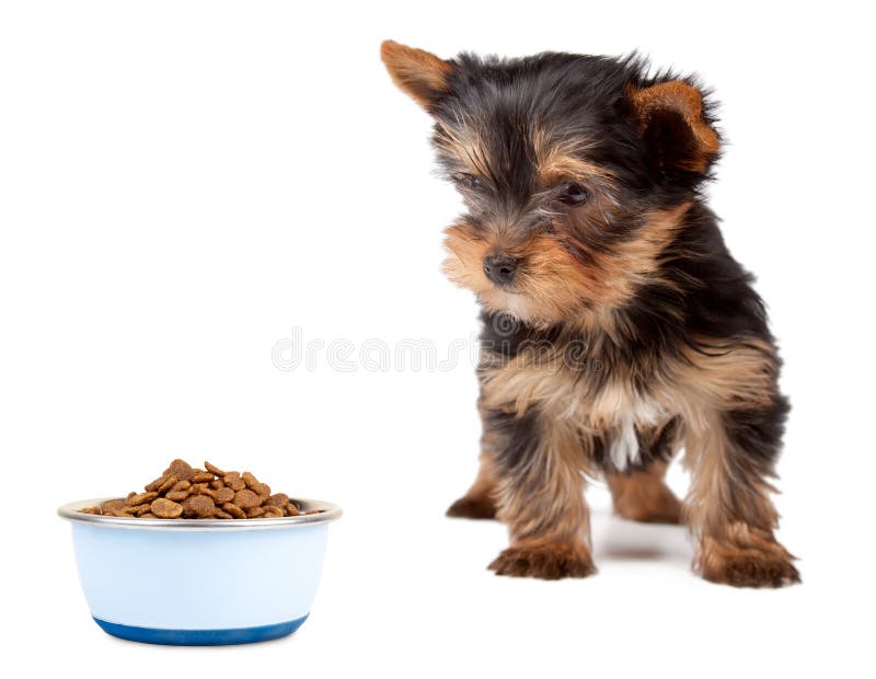 Hungry dog and food stock photo. Image of hungry, supper 17996478