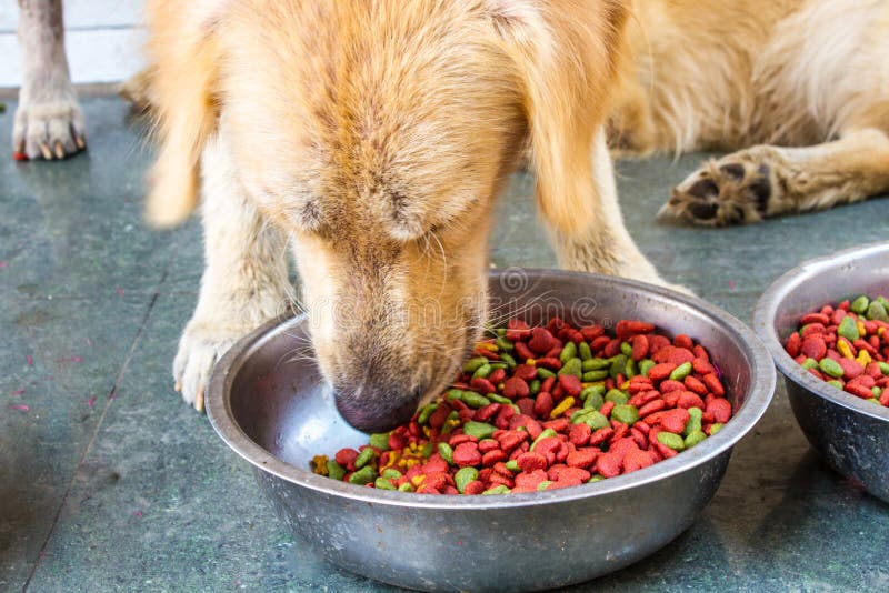 Dog Food with Golden Retriever Stock Image Image of puppy, food 72562187