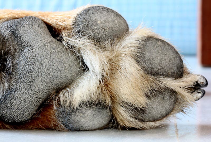 Dog Foot stock image. Image of hairy, resting, white, animal 6056141