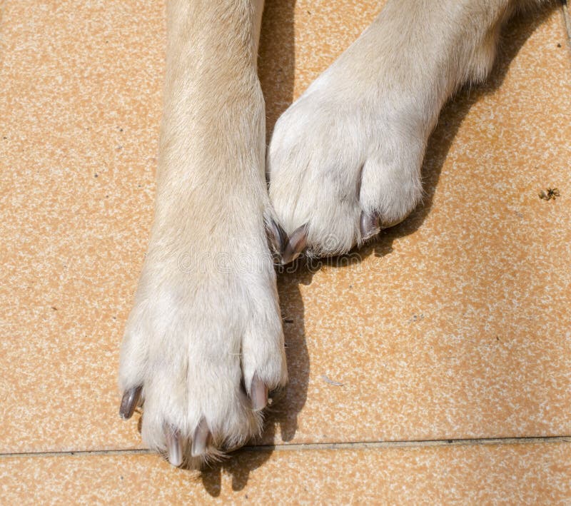 Feet dog