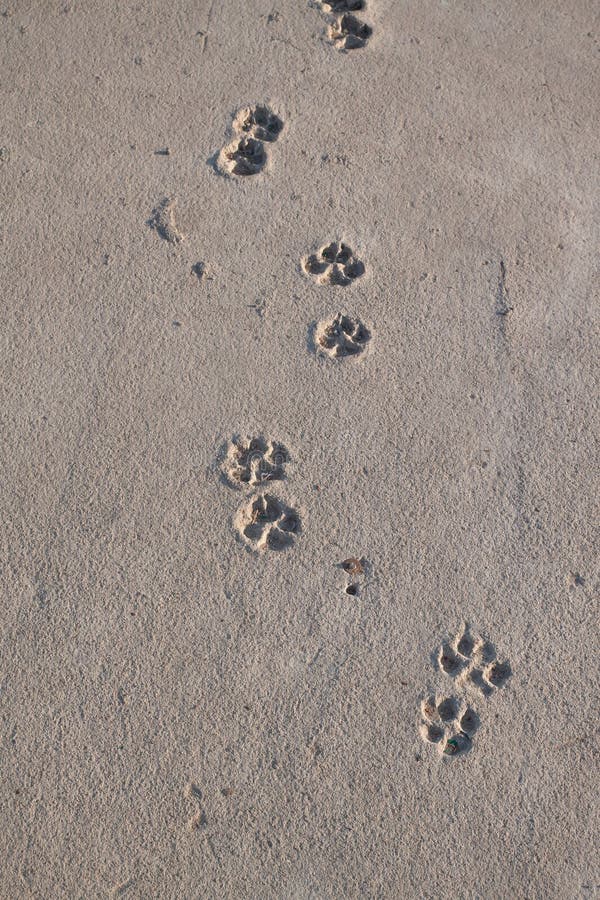 Paw Prints in Wet Cement Path Stock Photo - Image of spoil, print: 3210938