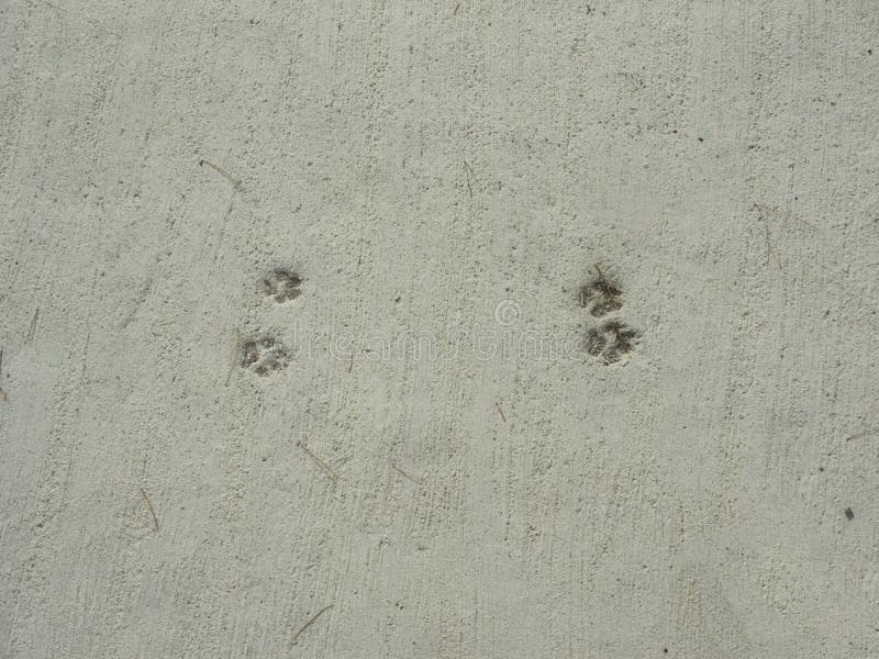 Dog Foot Step on Cement Top View Stock Photo Image of cement, path